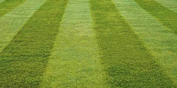 Freshly mowed striped lawn