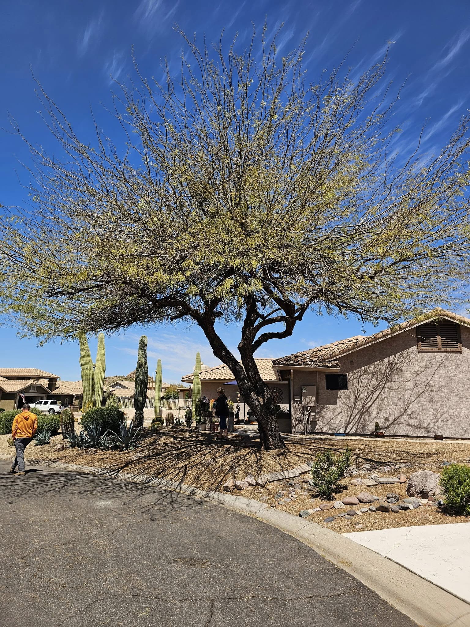 Tree Service company T's Tree Service and Firewood in Apache Junction, AZ