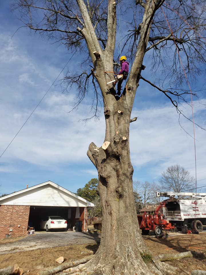  for Falcon stump grinding Tree services in Loganville, GA