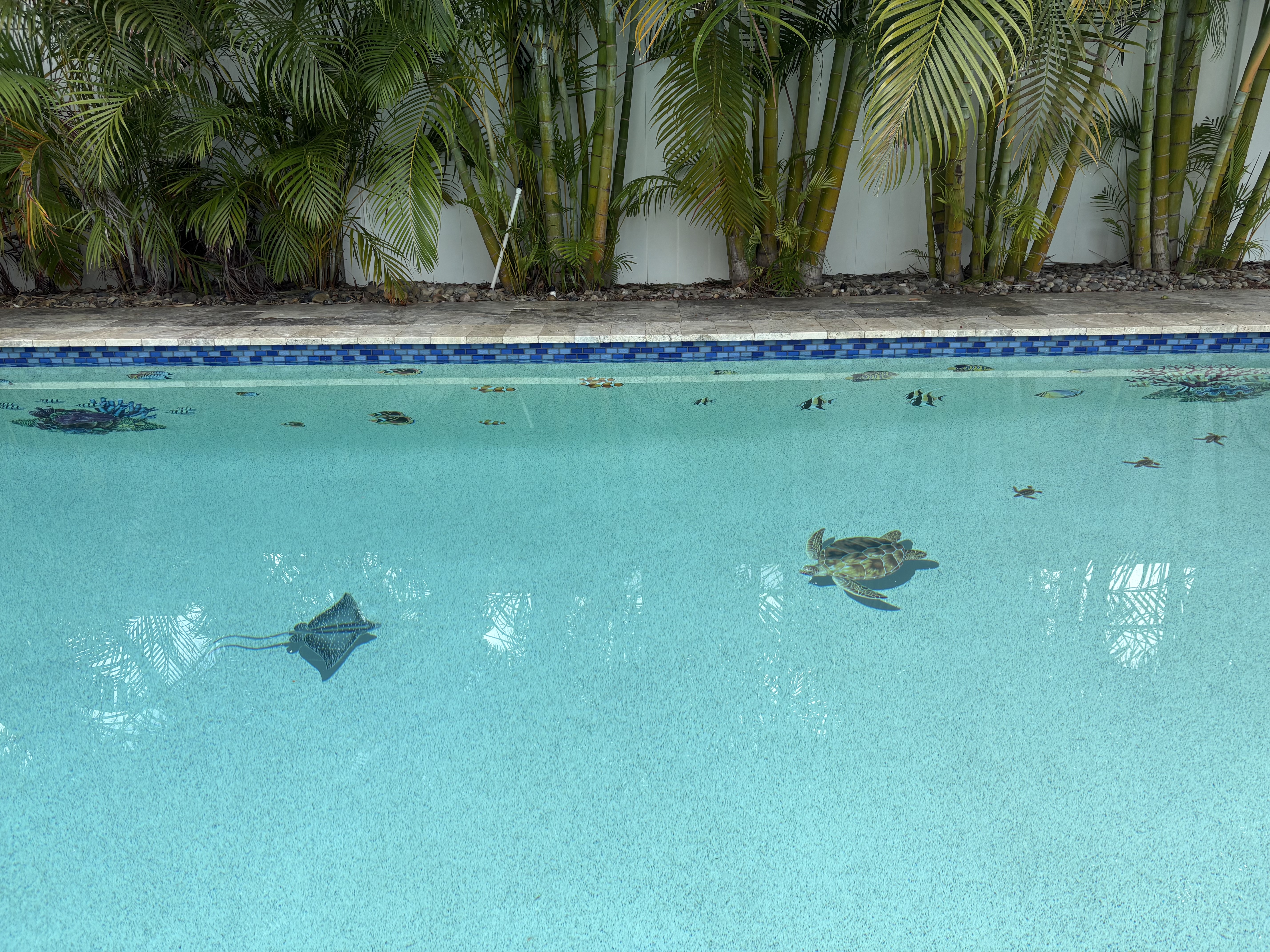  for Blue Bay Pools in Tampa, FL