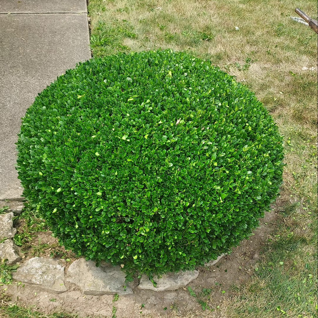  for Green Brothers Tree Services in Blacksburg, Virginia