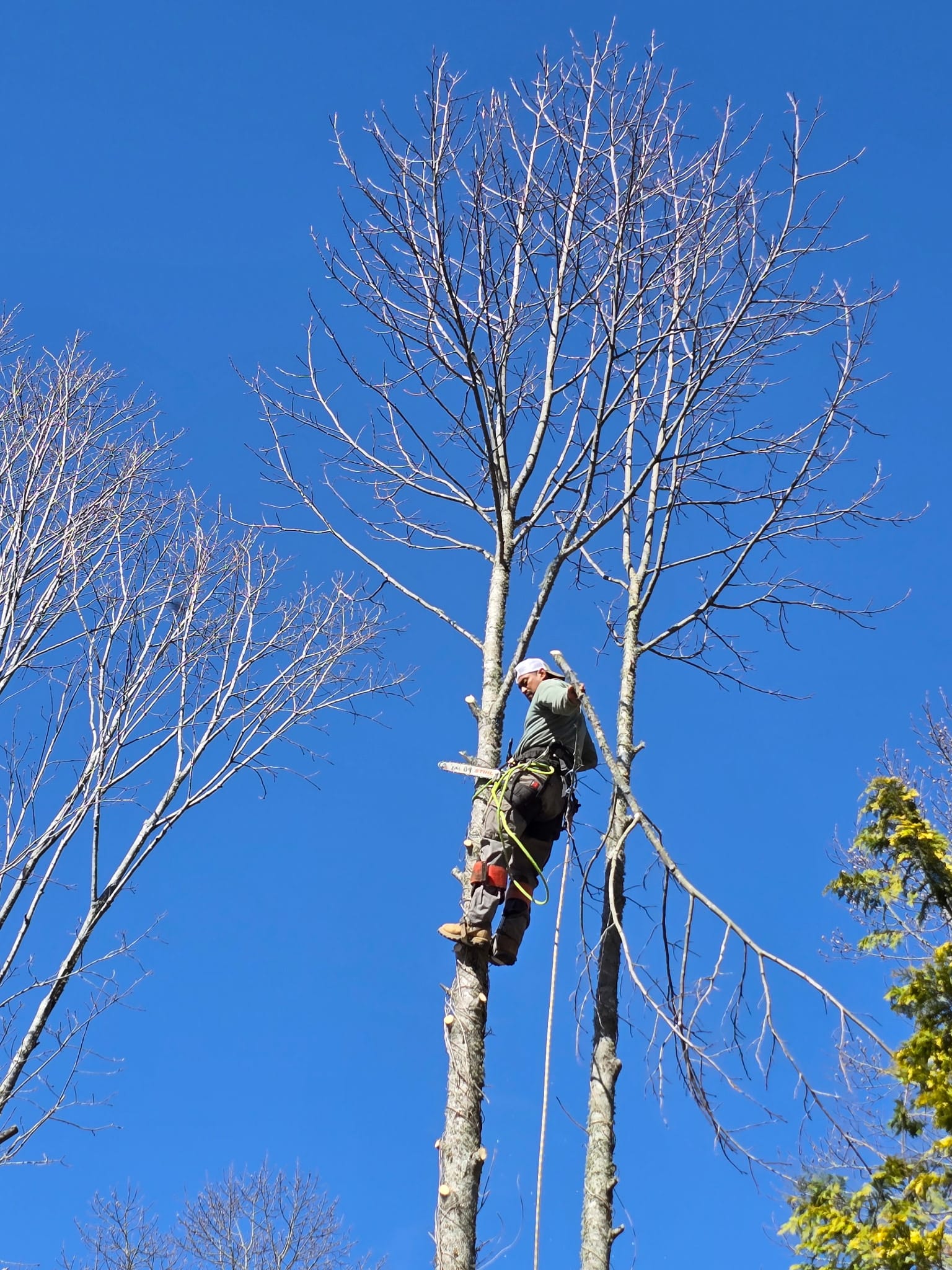  for Brothers Tree Service in Burnsville, NC