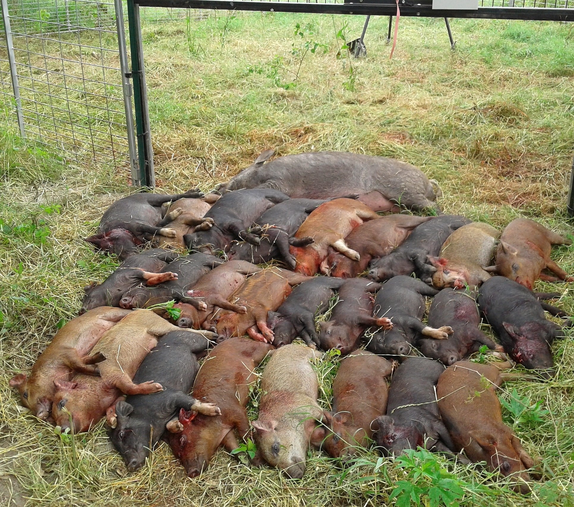  for Havoc Hog Control in Molino, FL