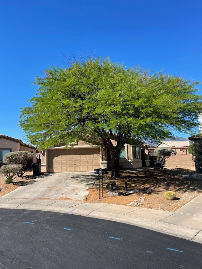 Tree Services company A to Z Grounds Keeping in Sierra Vista, AZ