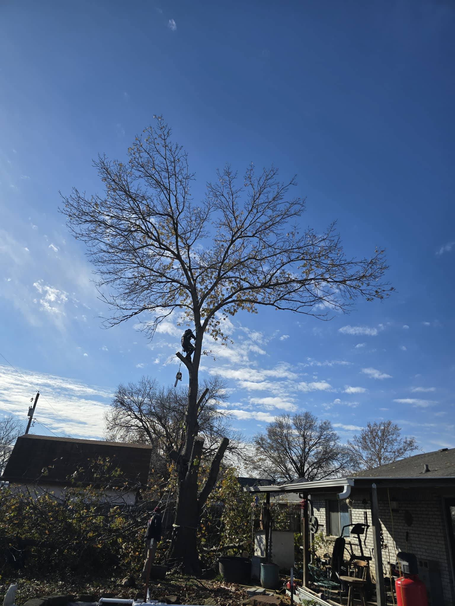 for Oklahoma Tree Guy in Bartlesville, OK