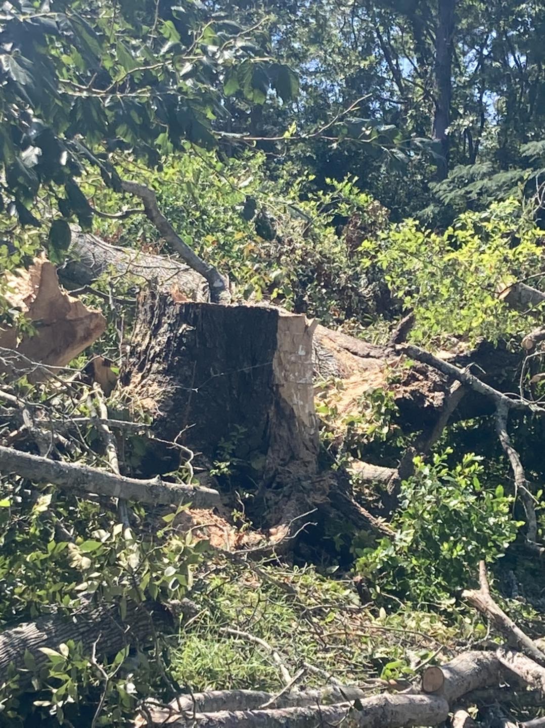  for The Tree Surgeon in Carthage, TX