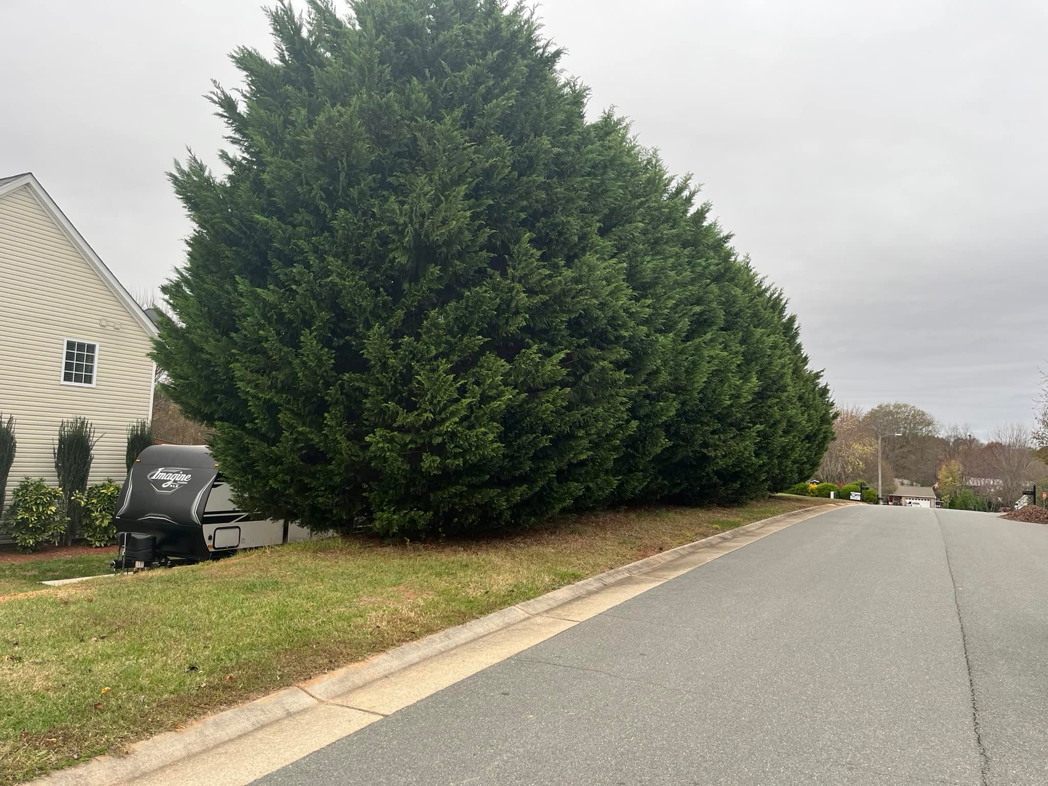  for DW’s Tree Service in Winston-Salem, NC