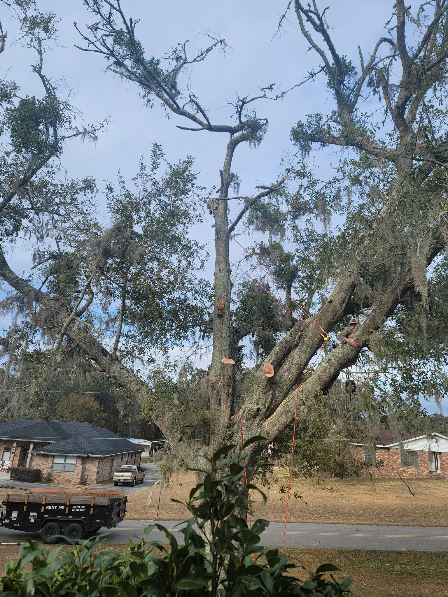  for Warners Tree Solutions in Live Oak, FL