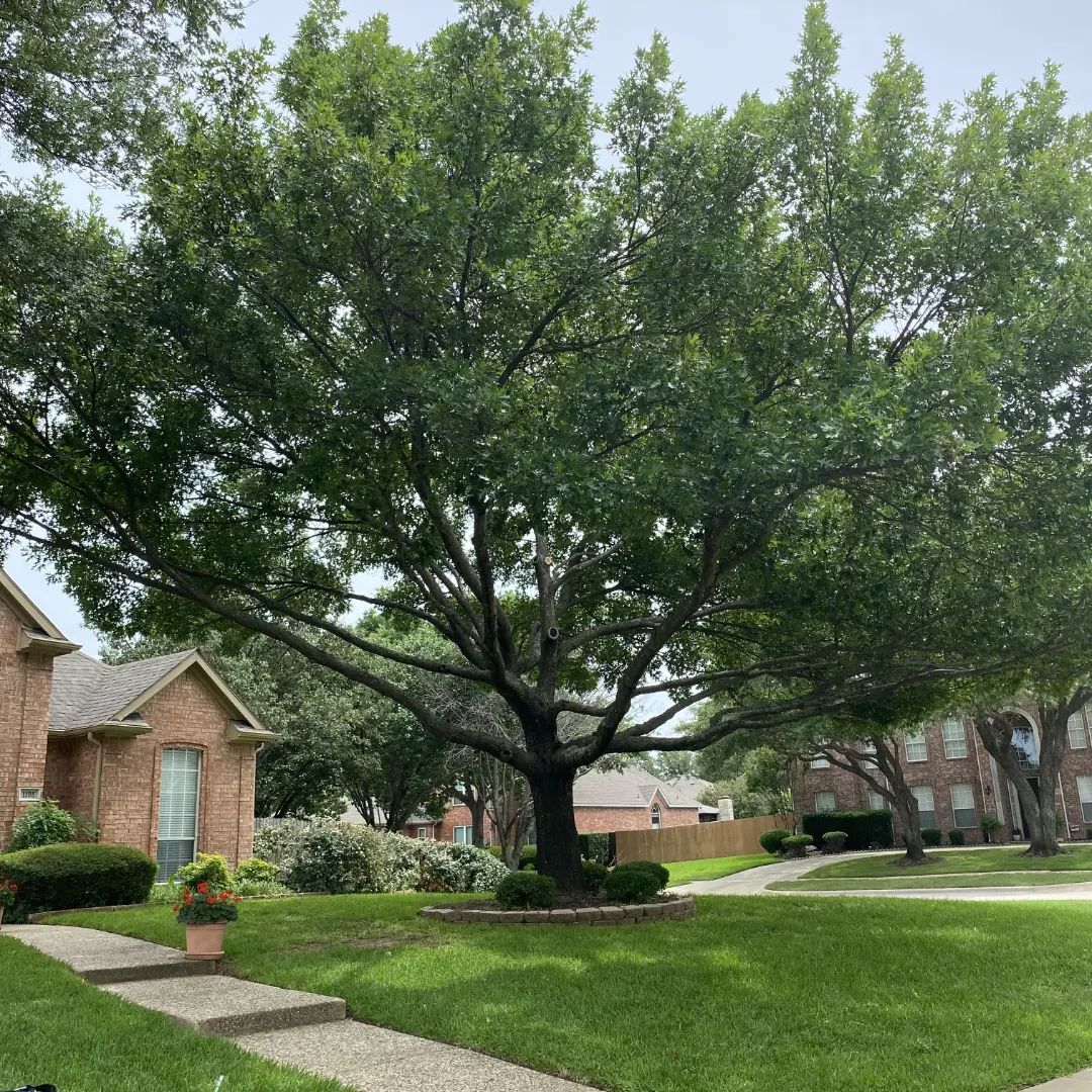  for Muniz Tree Service in North Richland Hills, TX