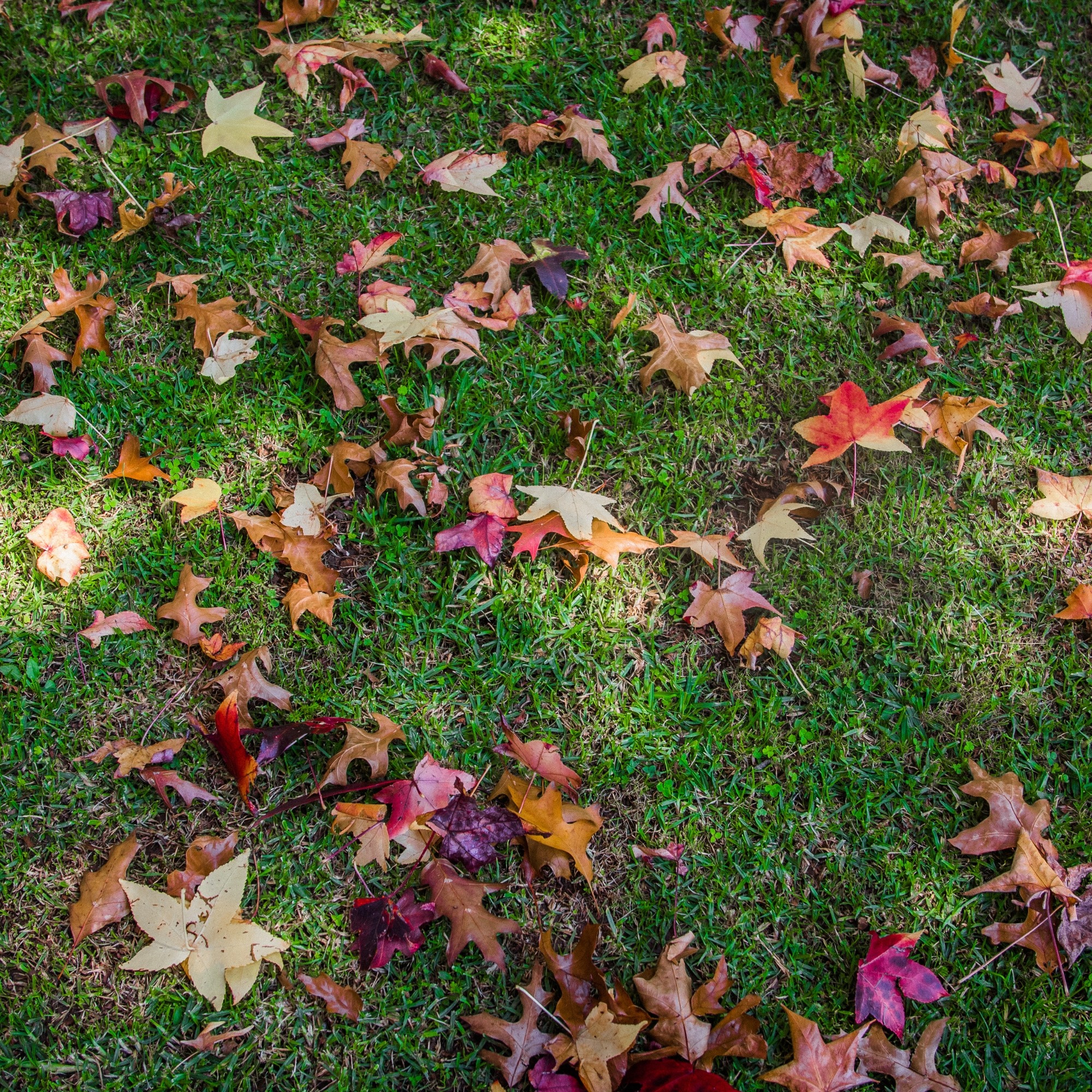  for Newtons Lawncare LLC in North Ridgeville, OH