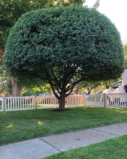  for AP Tree Service in Colbert, WA