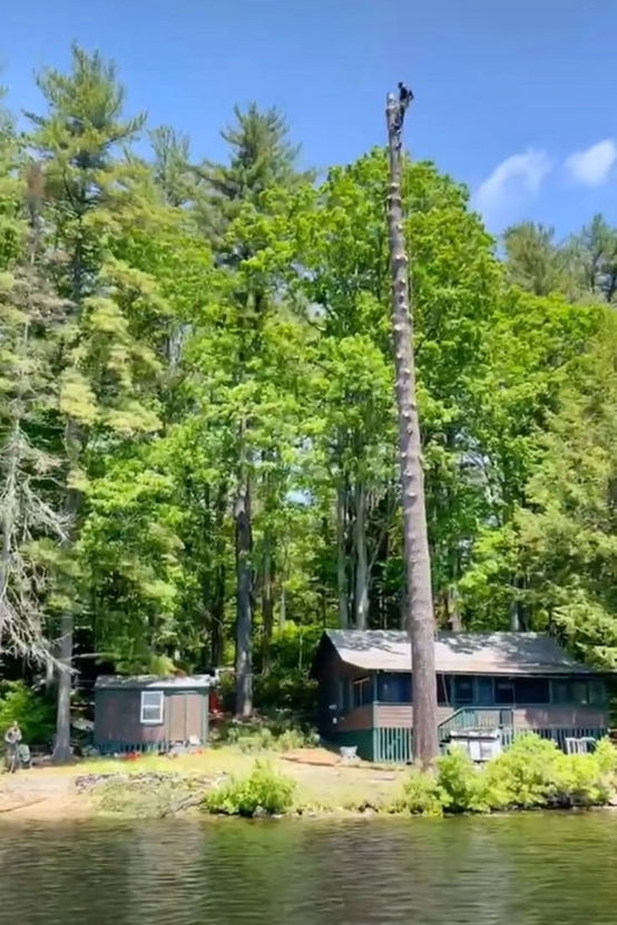  for Blue Ribbon Tree Service in Gilford, NH