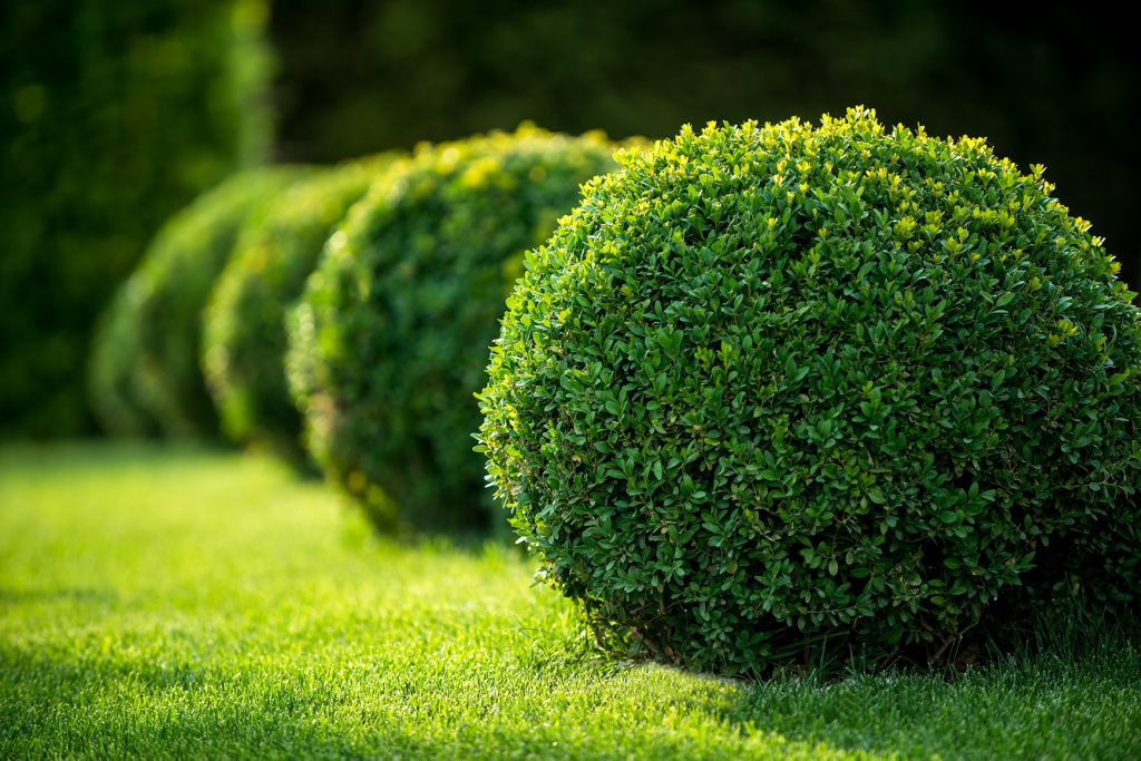  for Red Roosters Tree Services in Bedford, VA