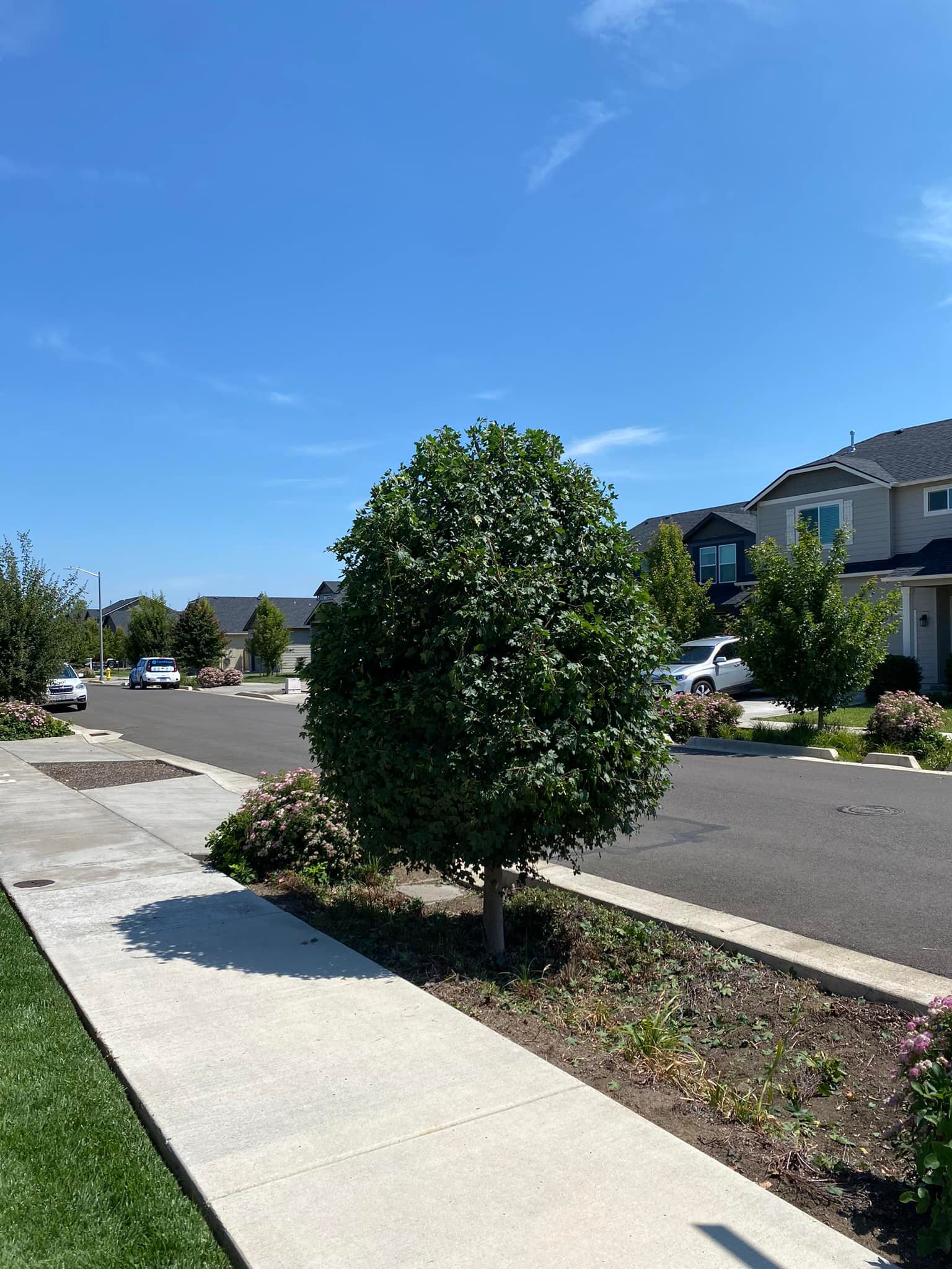  for Willamette Landscaping and Tree Services in Albany, OR