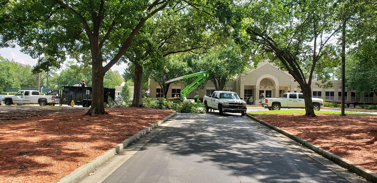  for Trees Unlimited of the CSRA in Augusta, GA