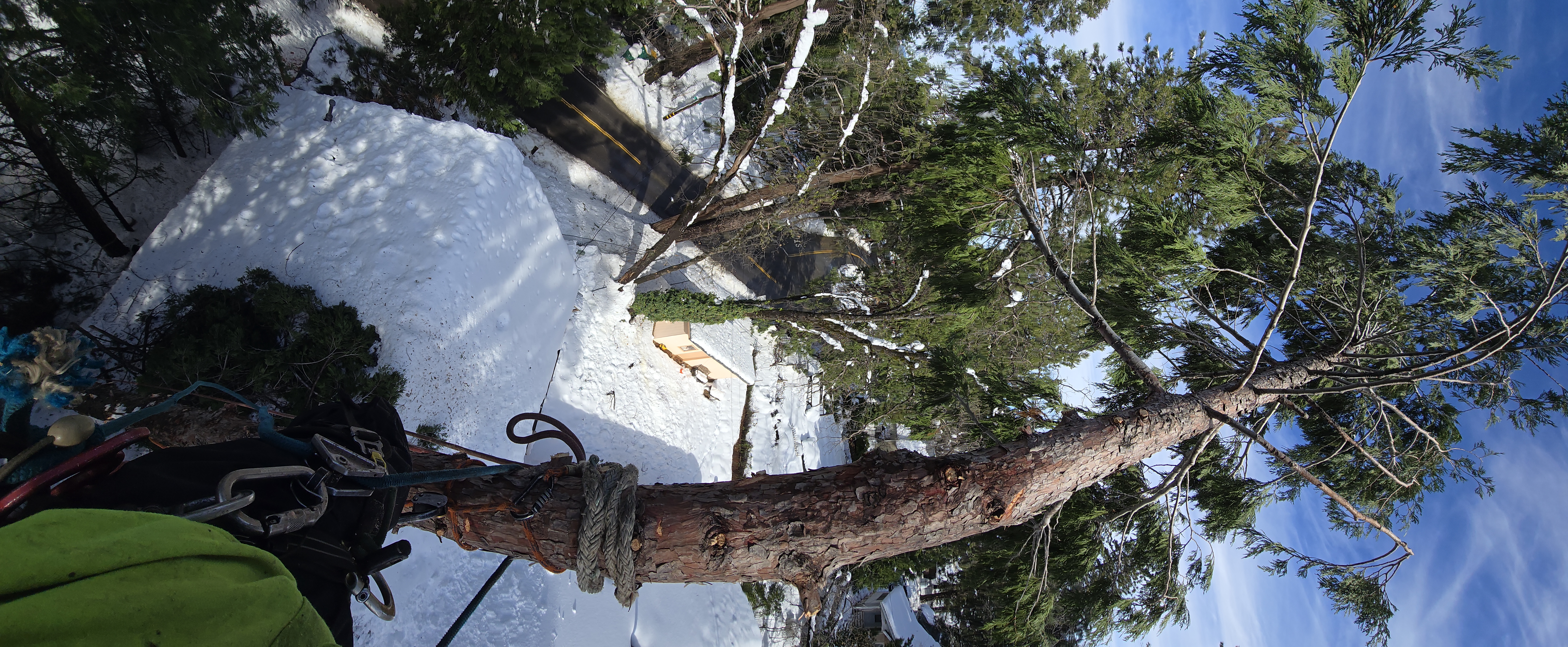  for George Staddan's Professional Tree Care in Placerville, CA