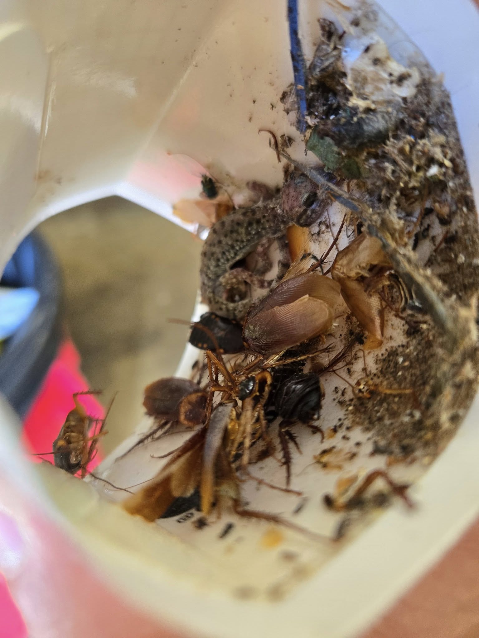  for Bug Blasterz LLC in Huntsville, AL