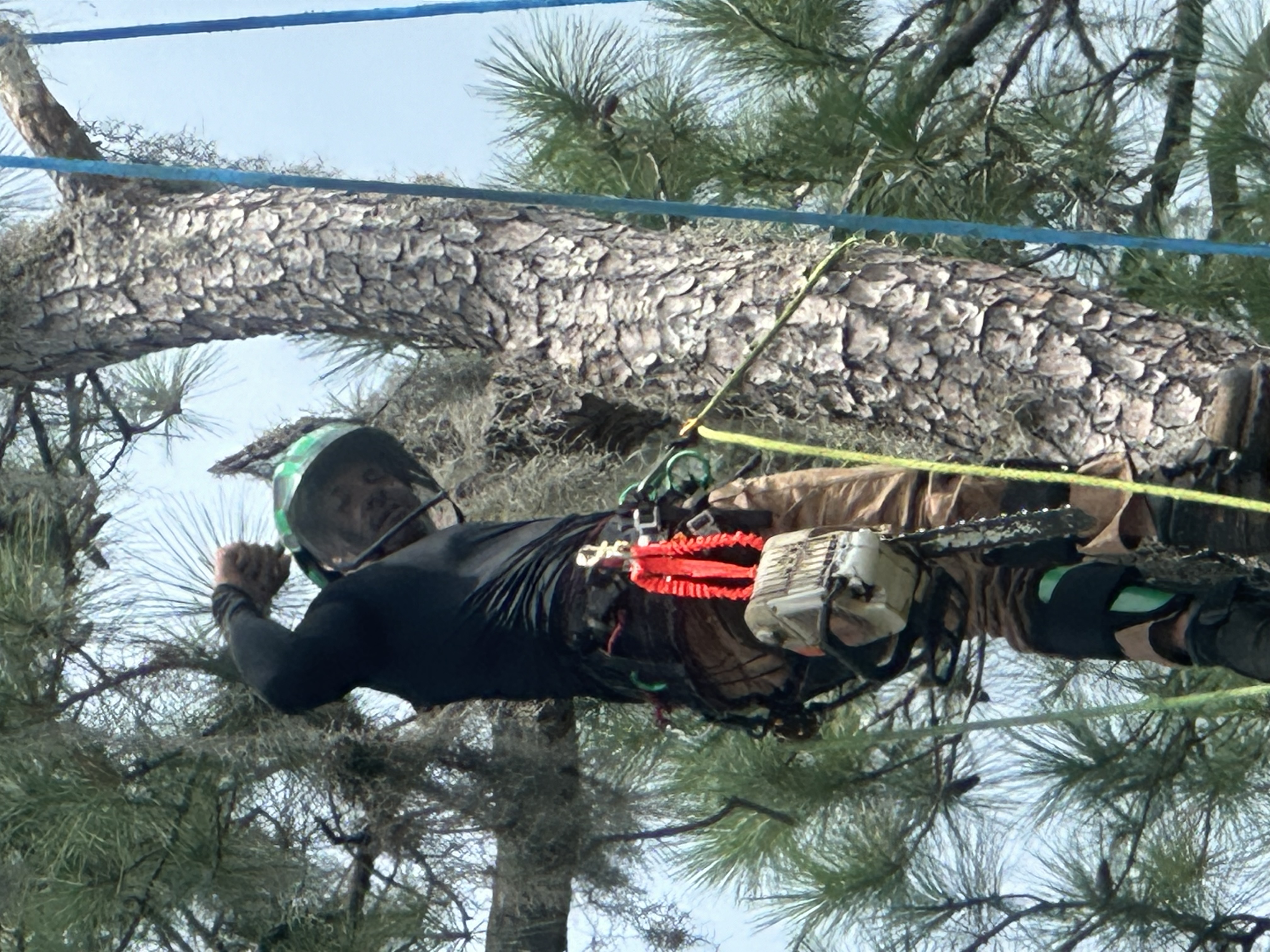  for Elite Tree & Landscape Services LLC in St. Augustine, FL