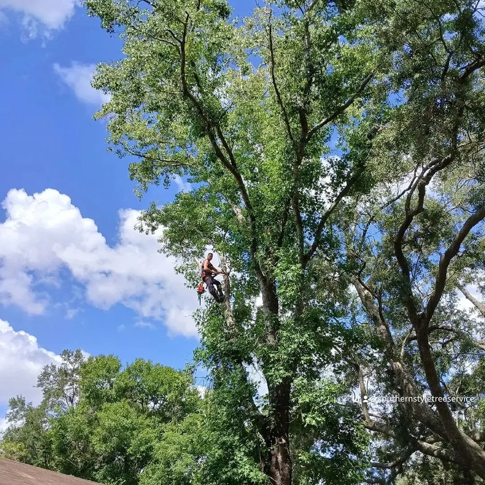  for A Southern Style Tree Service in Orlando, FL