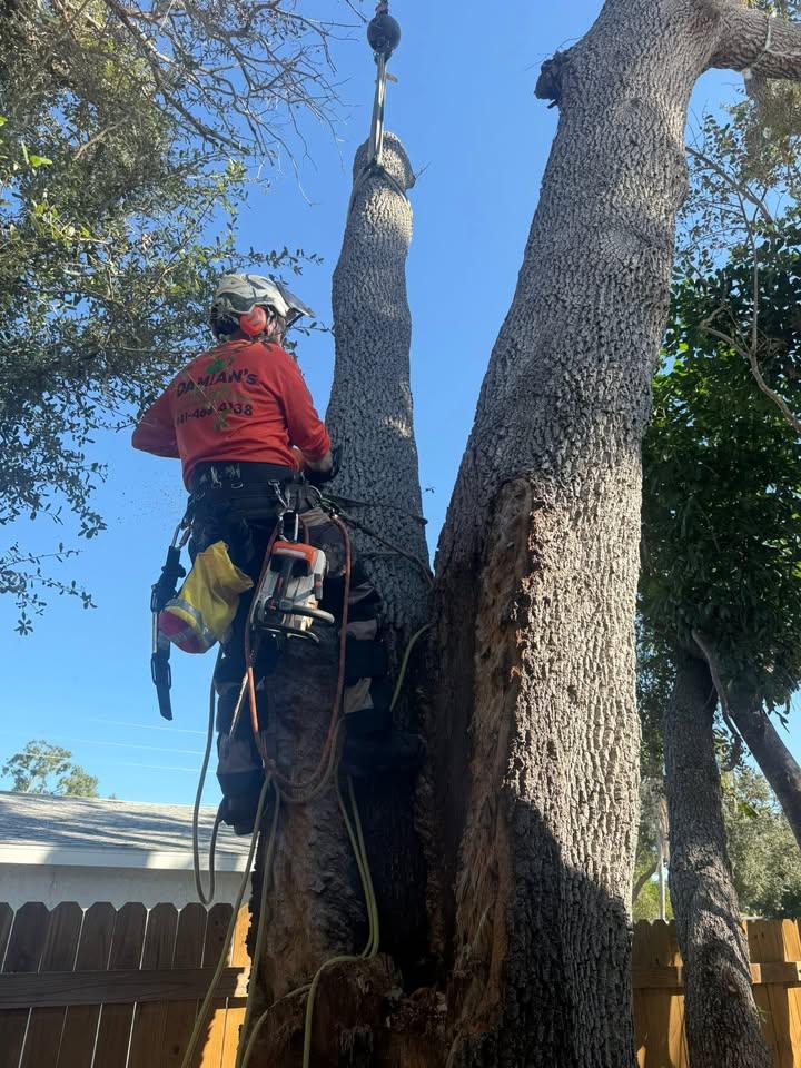  for Damian’s Tree Care in Sarasota, FL