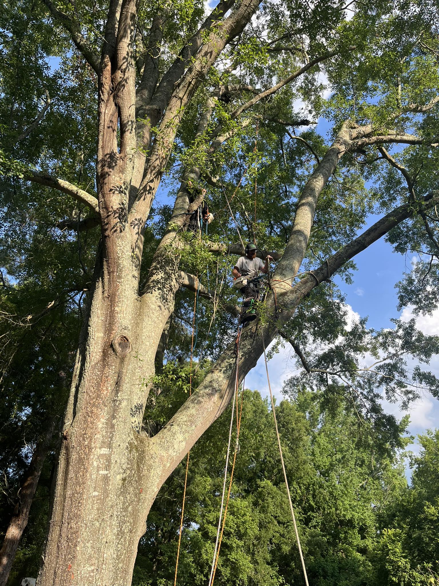  for T N L - Tree and Land Service in Reynolds, GA