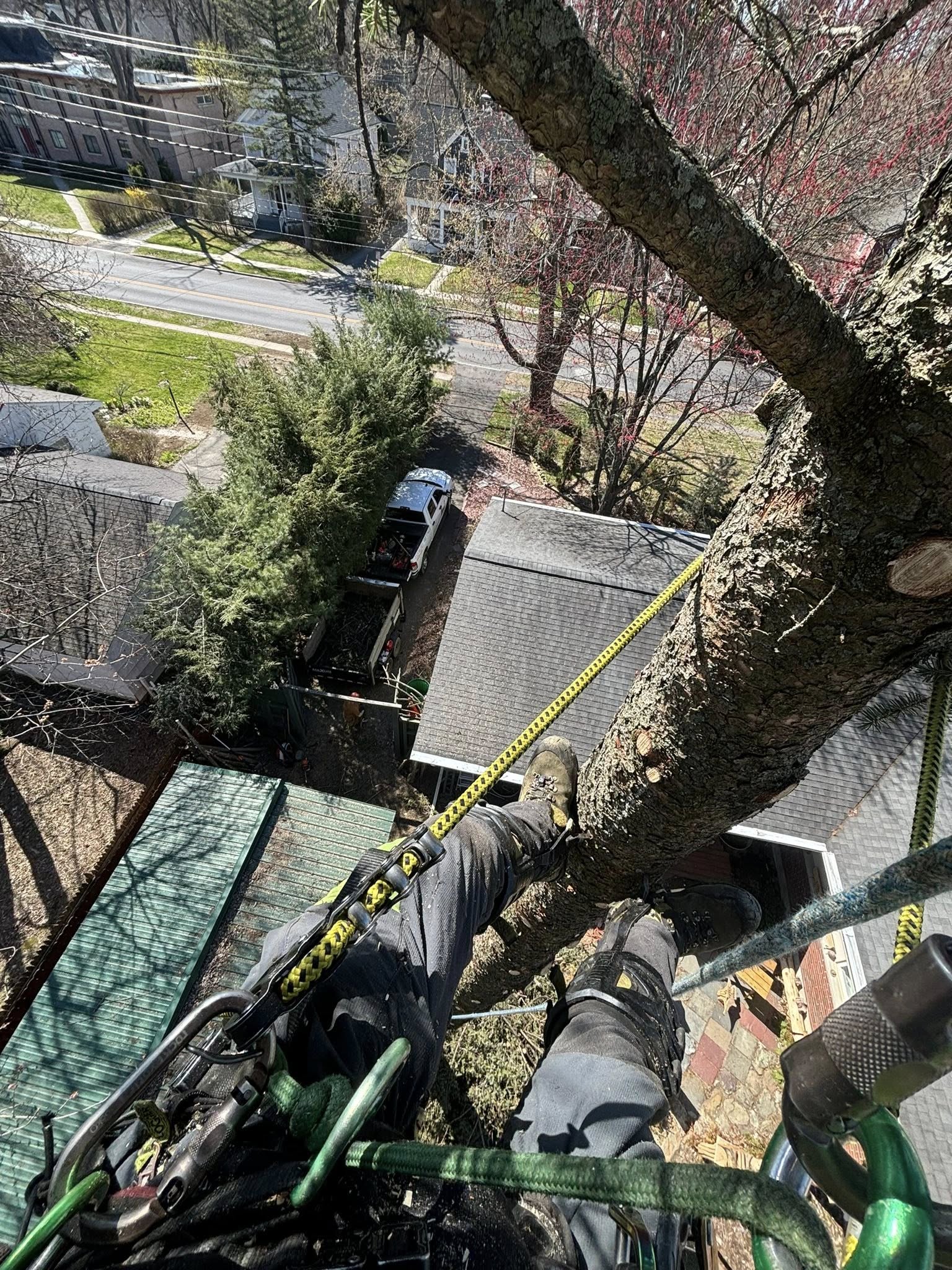  for T's Trees in Albany, NY