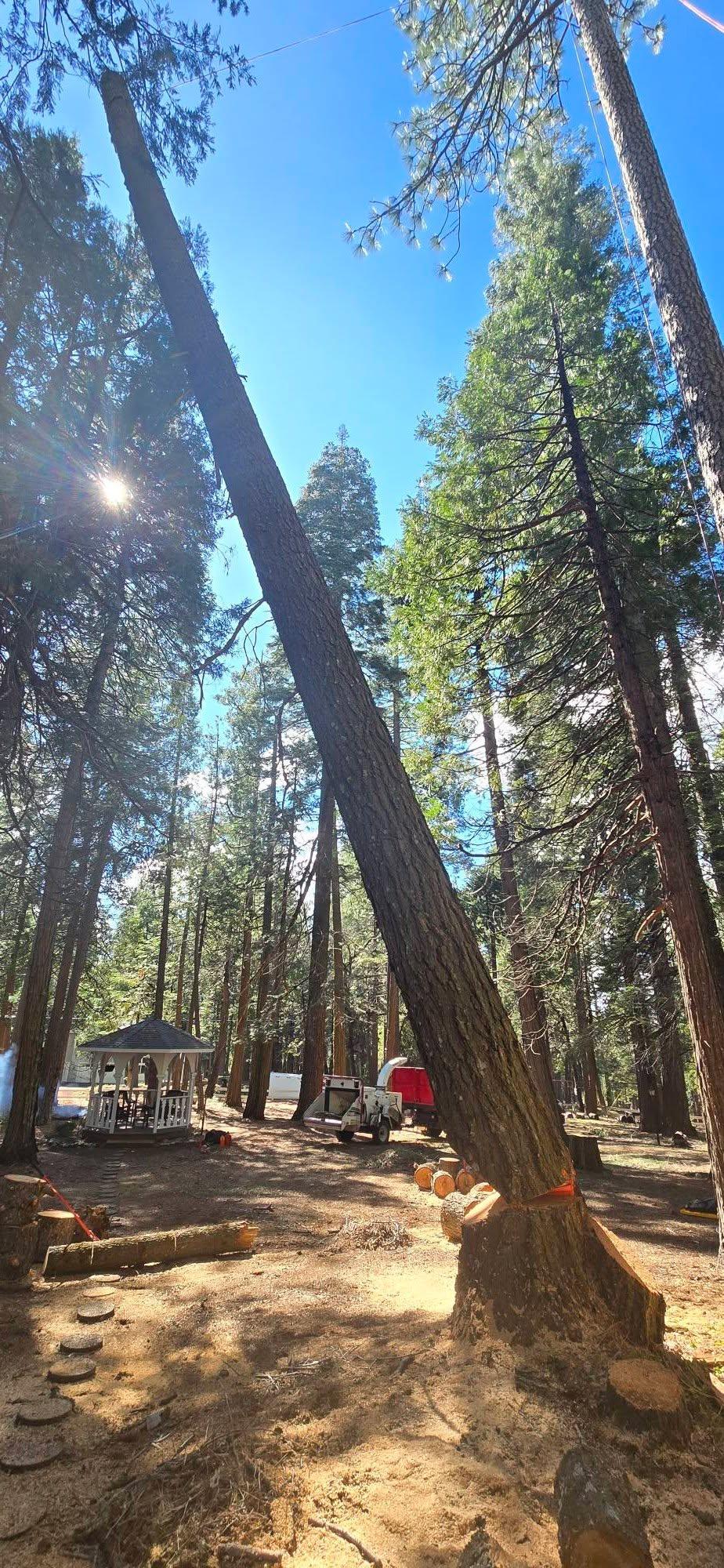  for George Staddan's Professional Tree Care in Placerville, CA