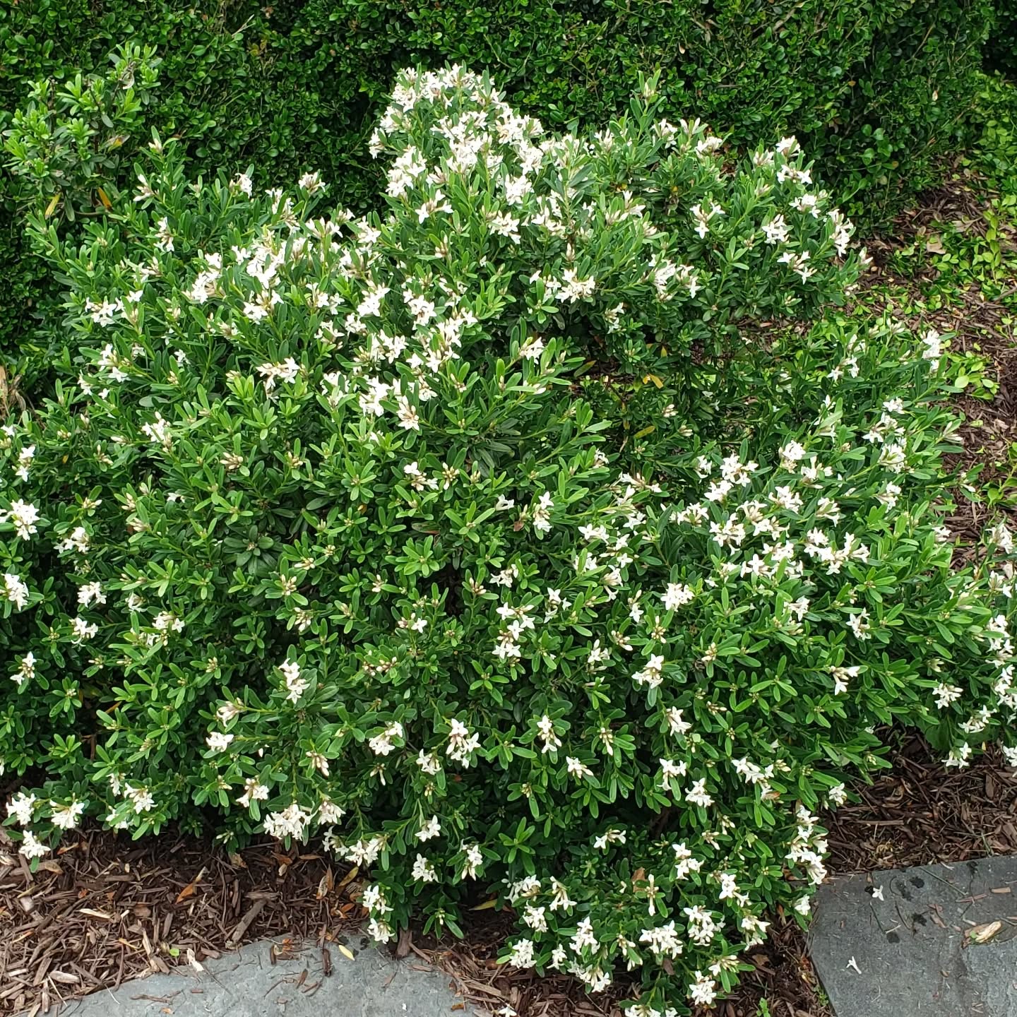  for Clean Cut Lawns & Landscaping in Dickerson, MD