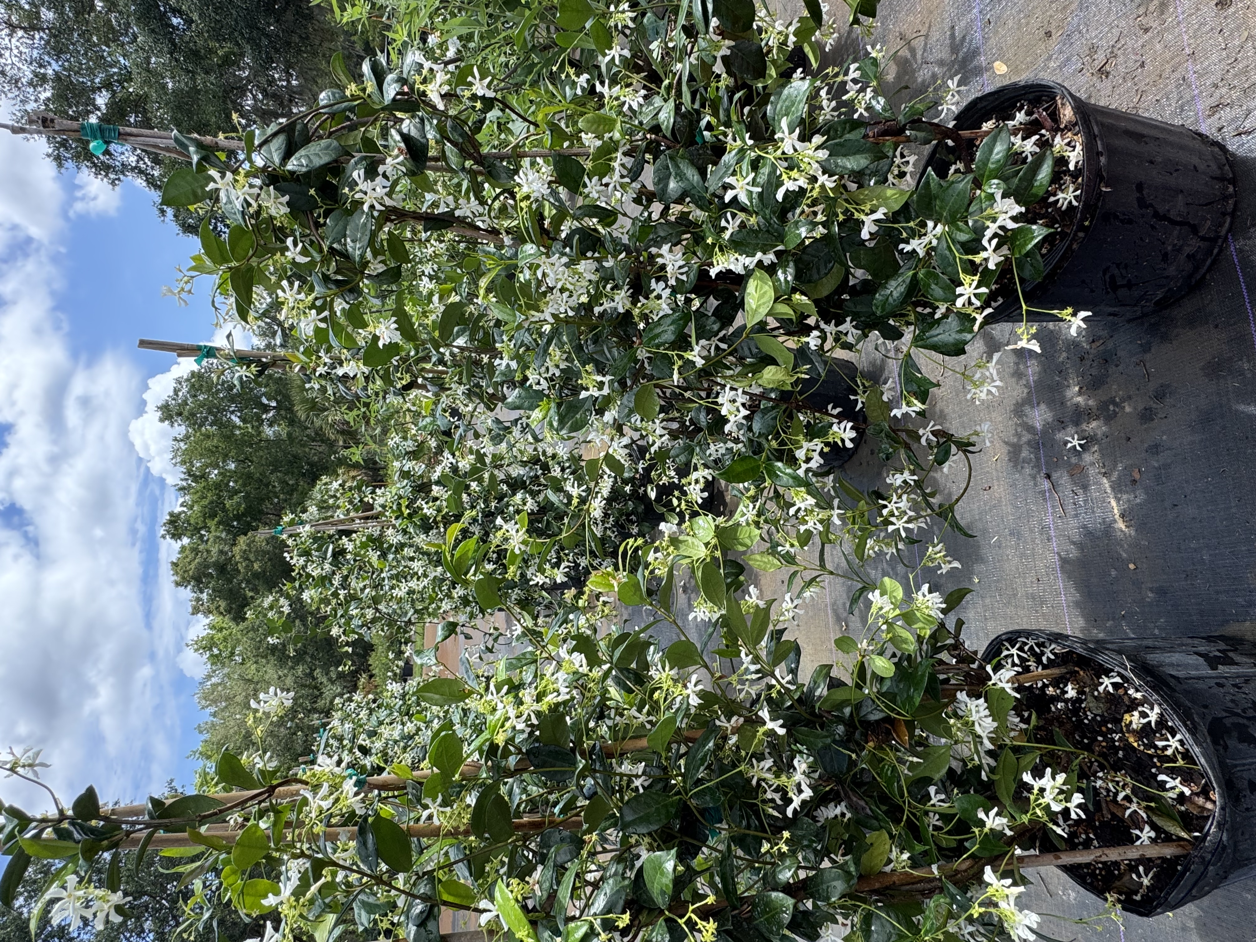  for Southern Roots Tree Farm in Crystal River, FL