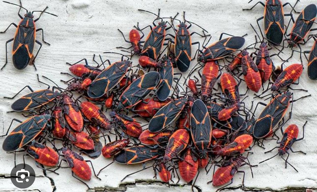  for All-In Pest Control & Home Solutions in Worthington, IN