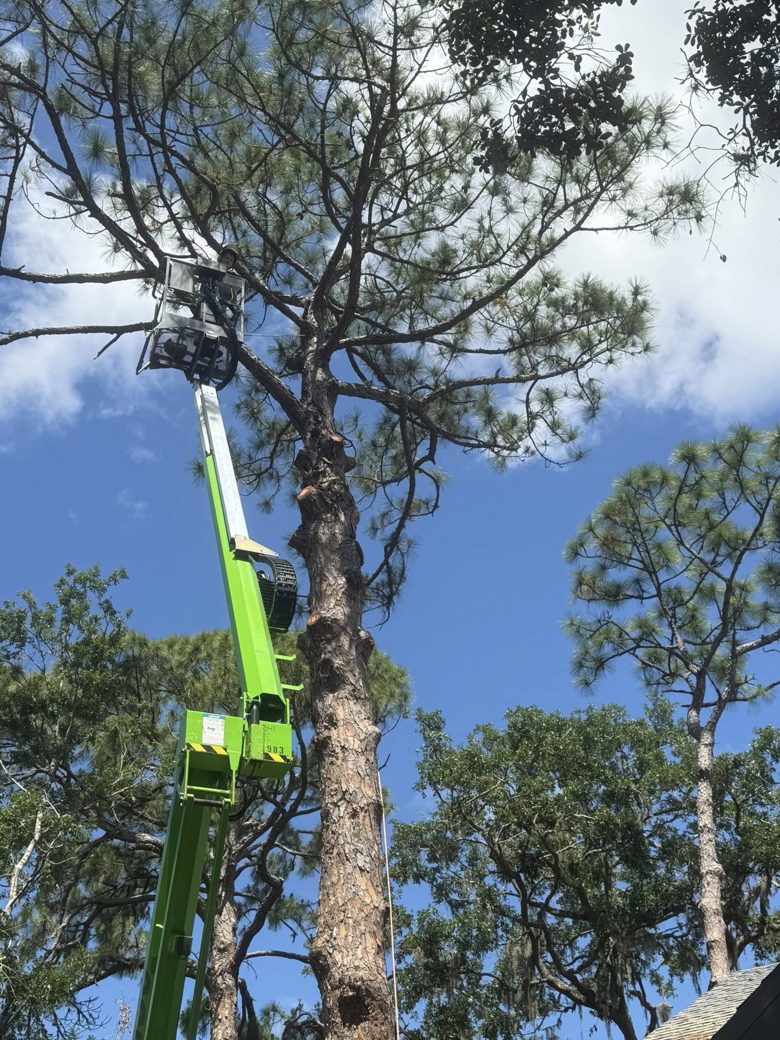  for Damian’s Tree Care in Sarasota, FL