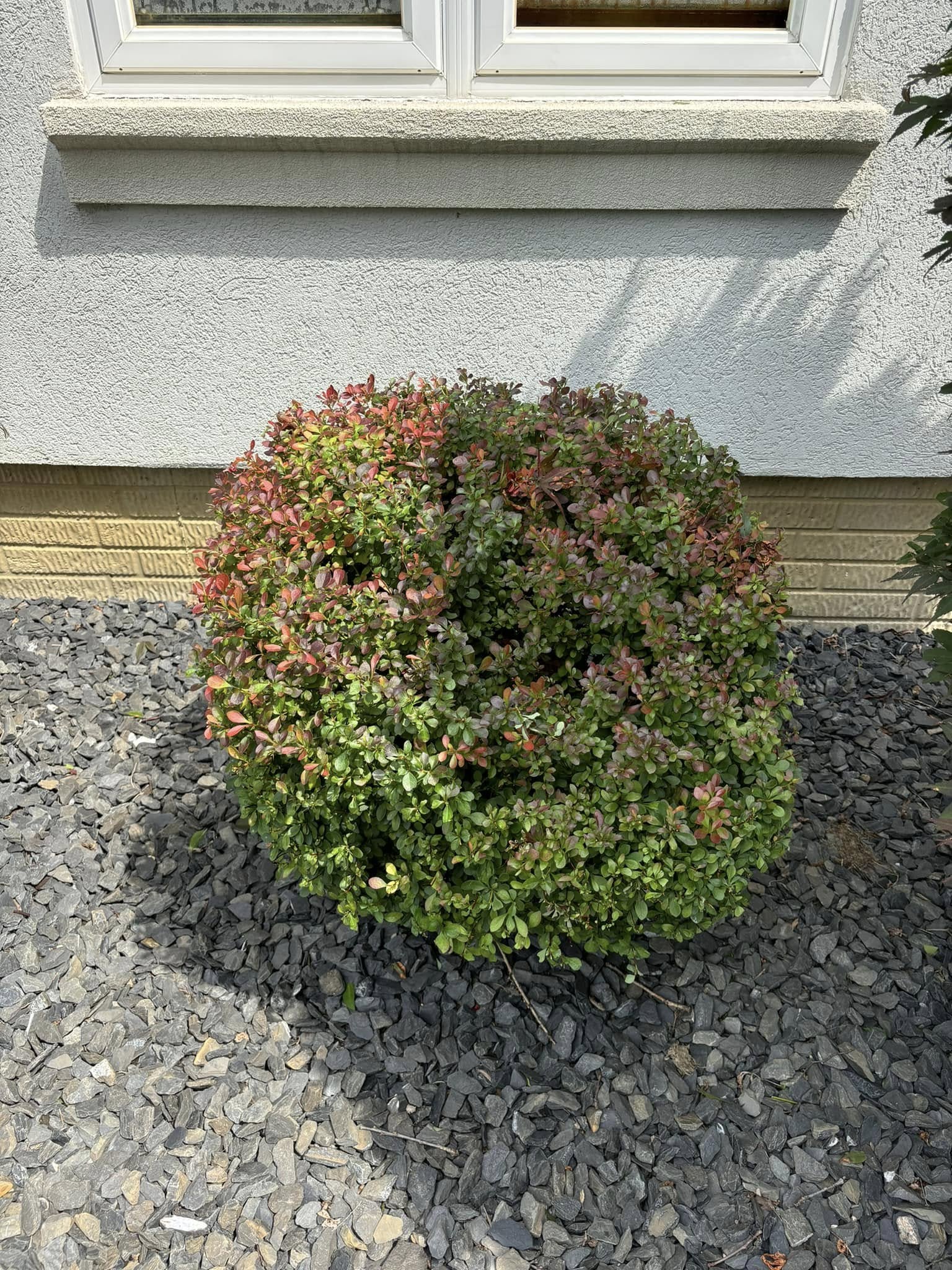  for Lopez Landscaping & Snow Removal LLC in Conneaut, OH