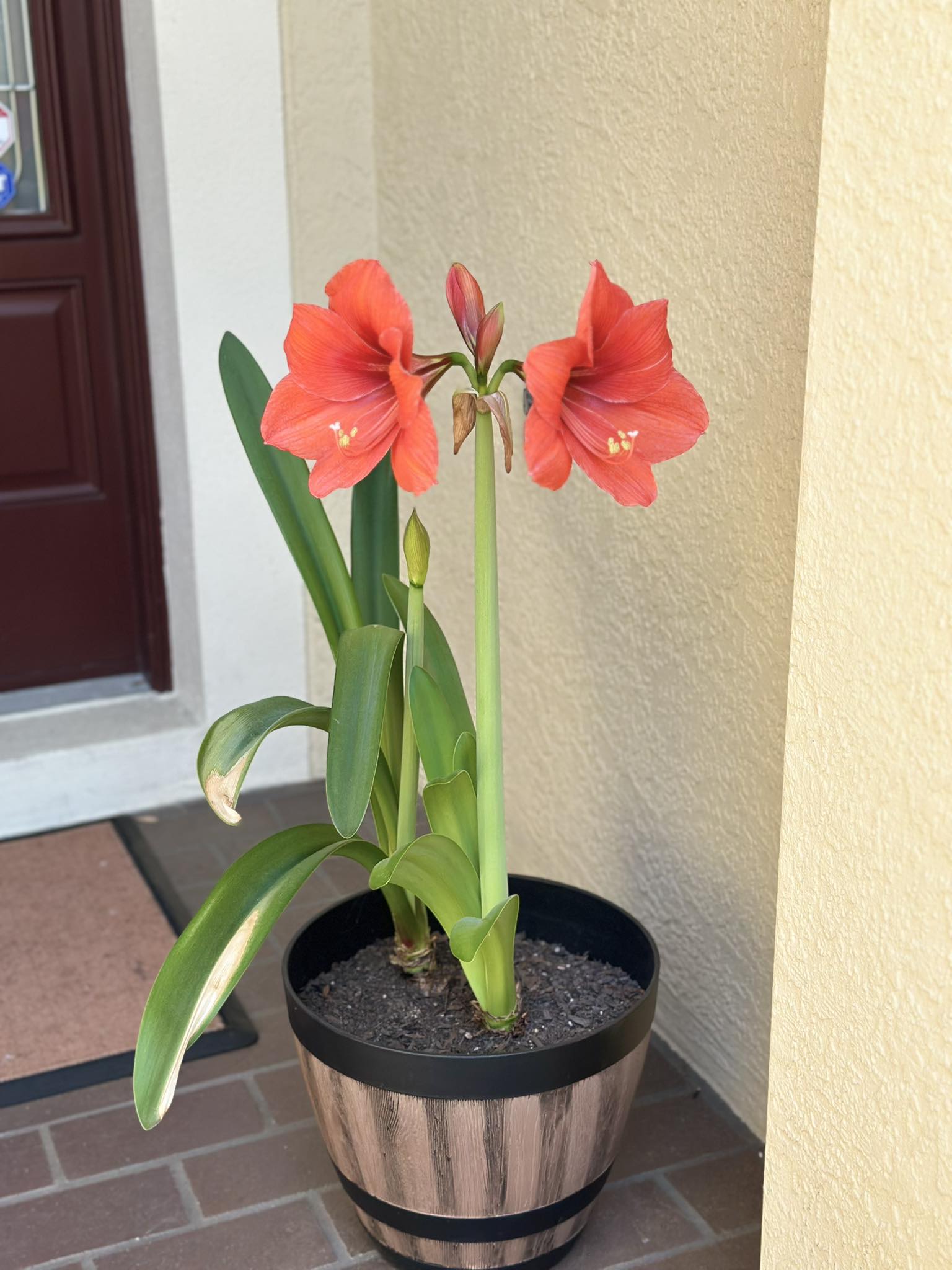  for The Yardman in Tampa, FL