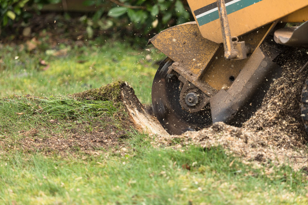  for Williams Tree Service LLC in Indianapolis, IN