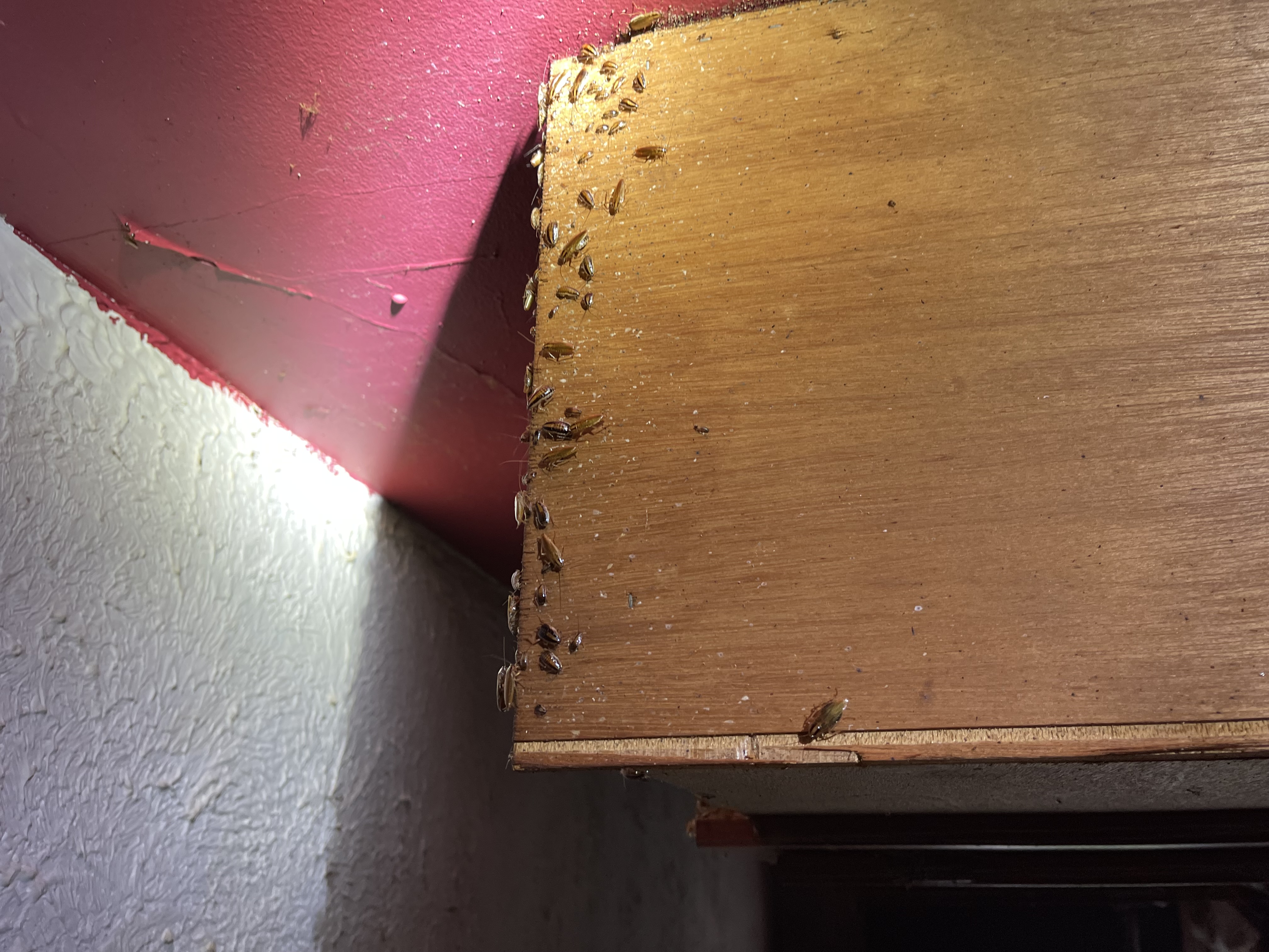  for All-In Pest Control & Home Solutions in Greene County, IN