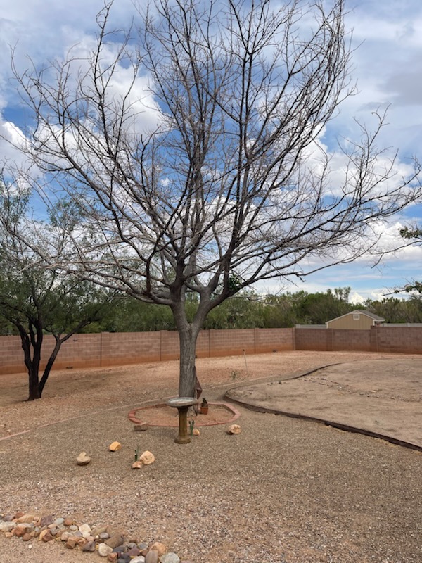 Tree Services company A to Z Grounds Keeping in Sierra Vista, AZ