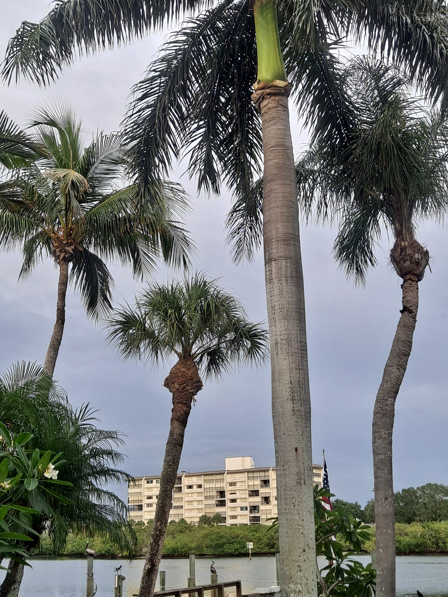  for Sanchez Tree Service in Largo, FL