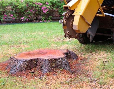 Reliable Stump Grinding team in Frankston, TX - people or person