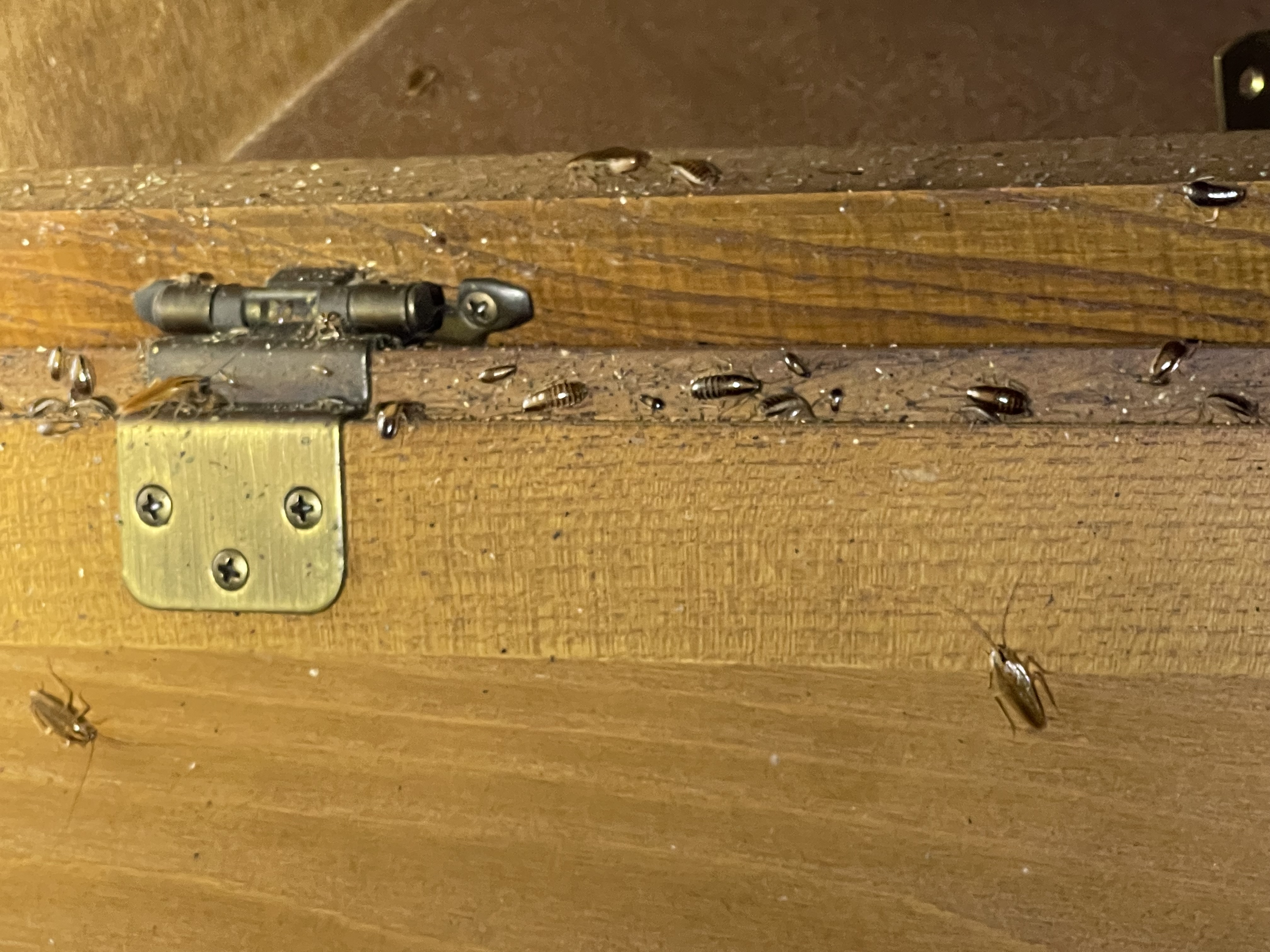  for All-In Pest Control & Home Solutions in Greene County, IN