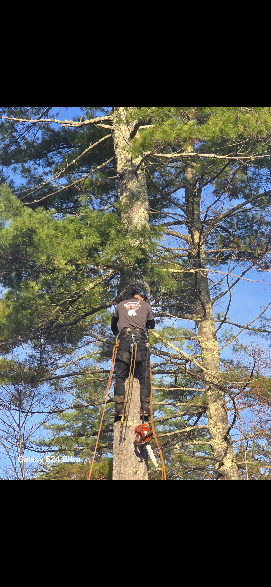  for Blue Ribbon Tree Service in Gilford, NH