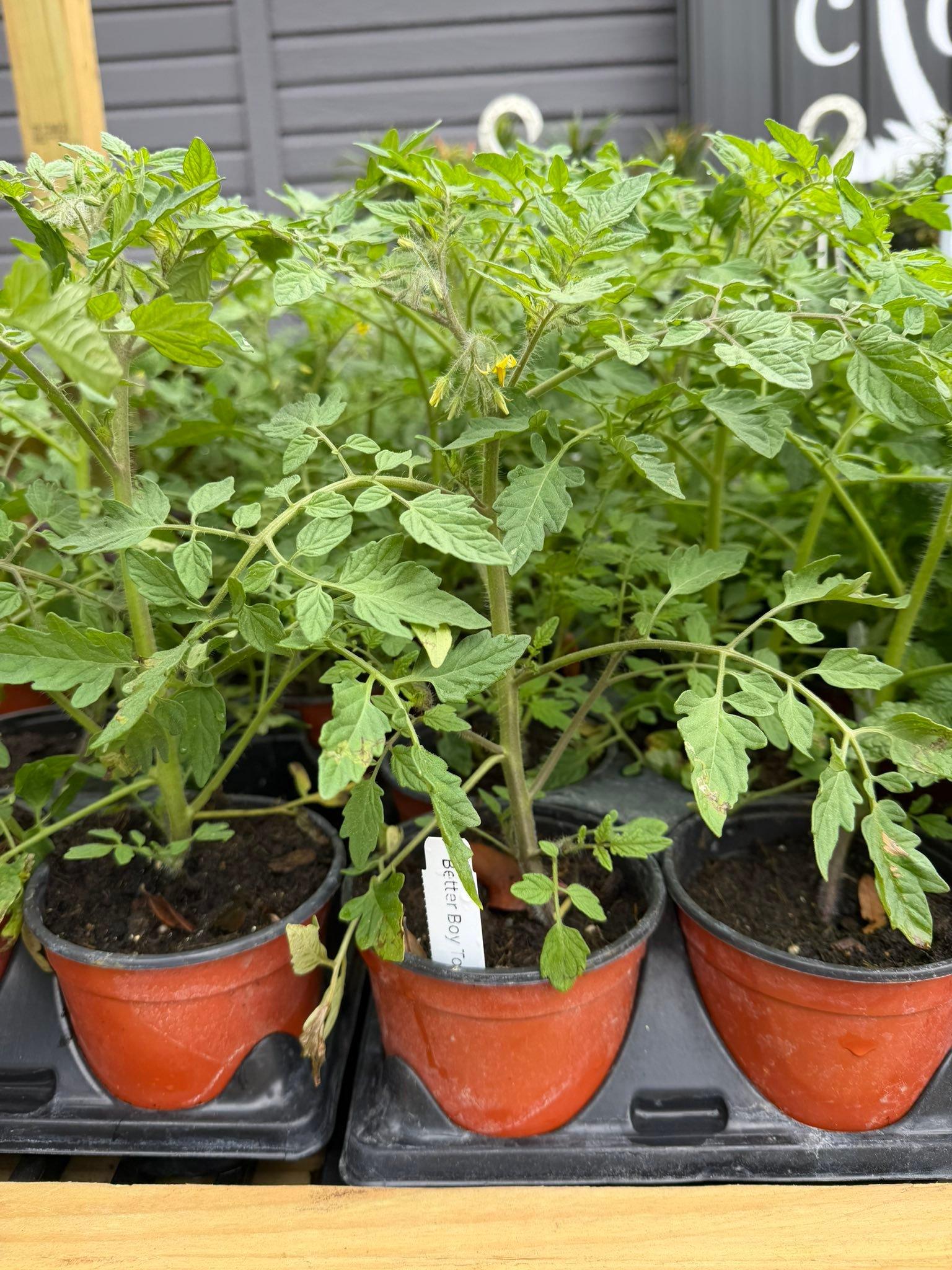  for Southern Roots Tree Farm in Crystal River, FL