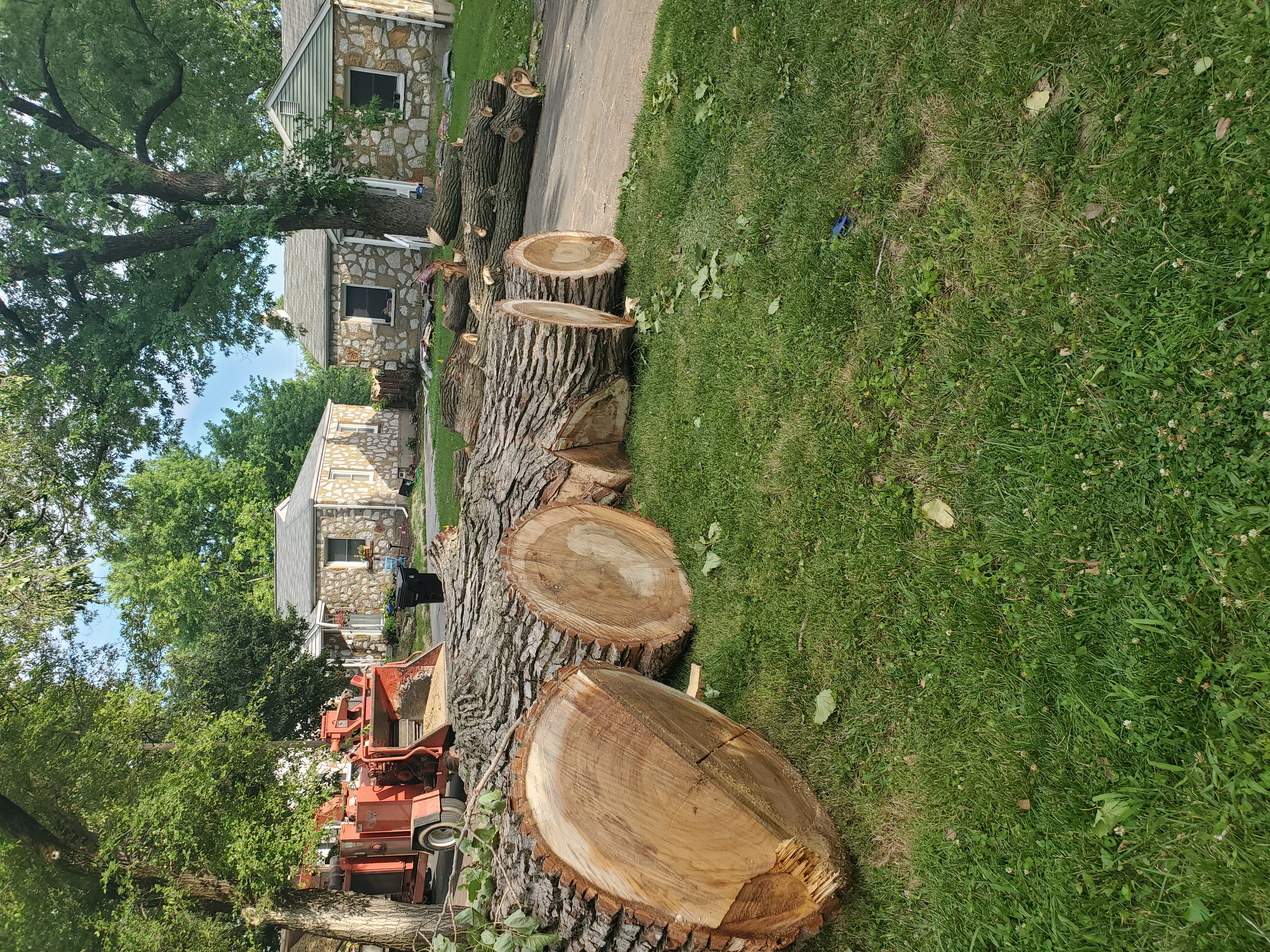 Large trunk sections cut and laid out across a lawn