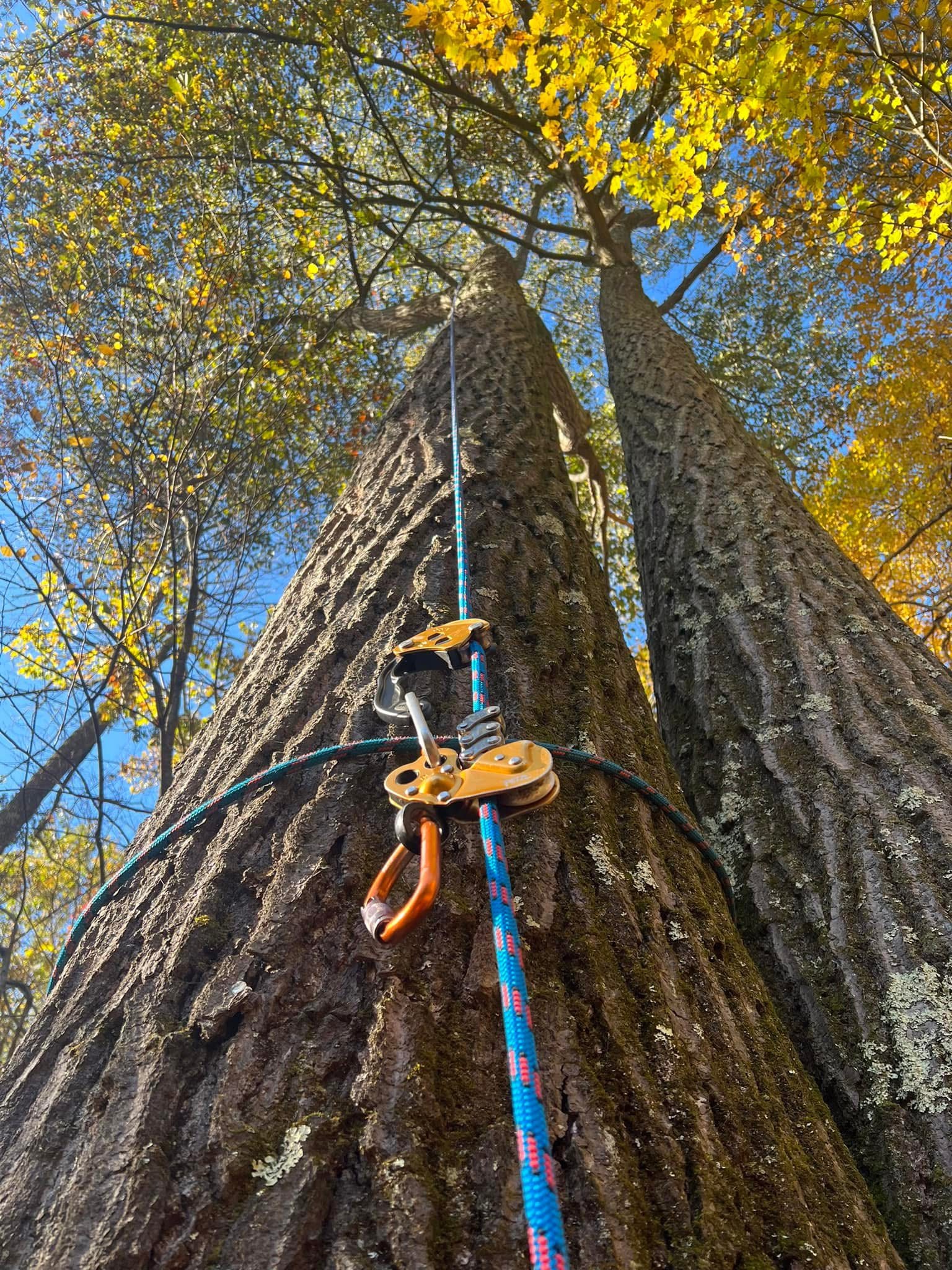 Total Tree Service team in Washington, NJ - people or person