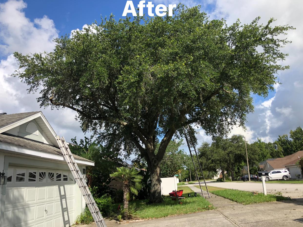  for Curtis Tree Service & Landscaping in Haines City, FL