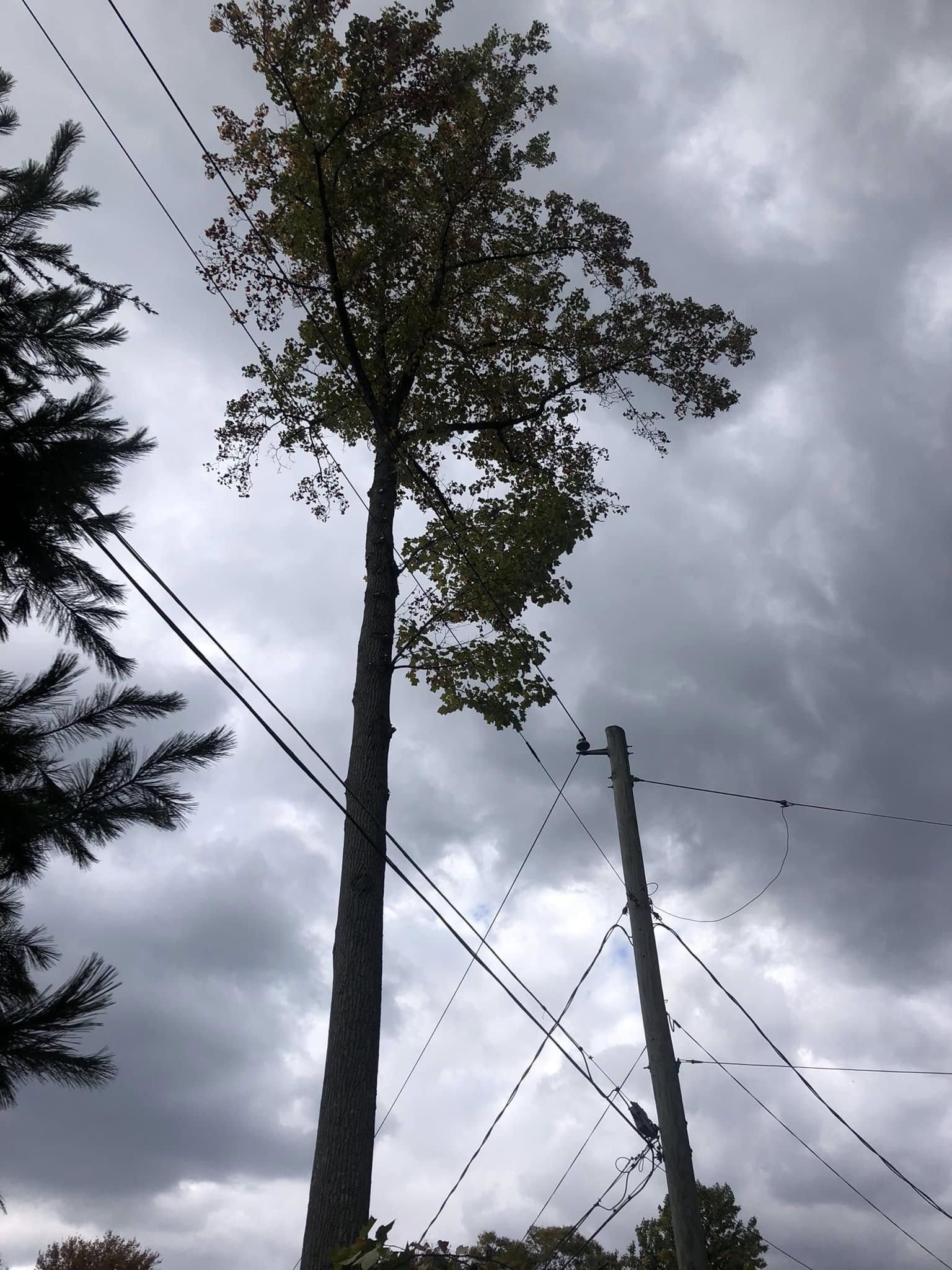  for All American Tree Services LLC in Dallas, PA