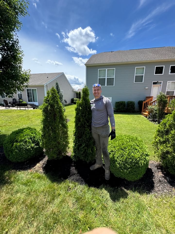 Tree planting and privacy screen