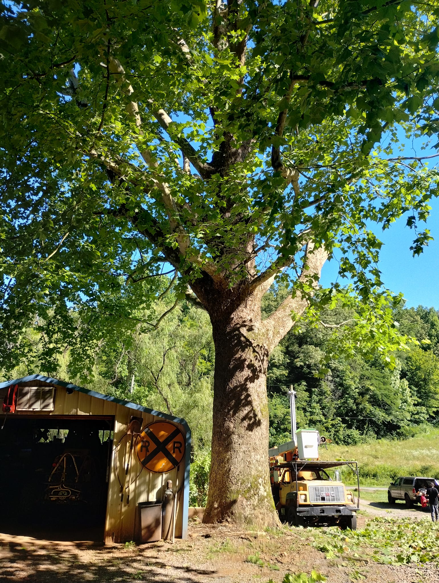  for Scott's Tree Service in Athens, TN