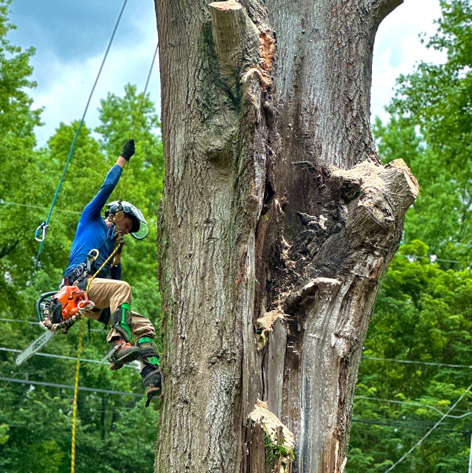 Pedro's Tree Removal team in Charlotte, NC - people or person