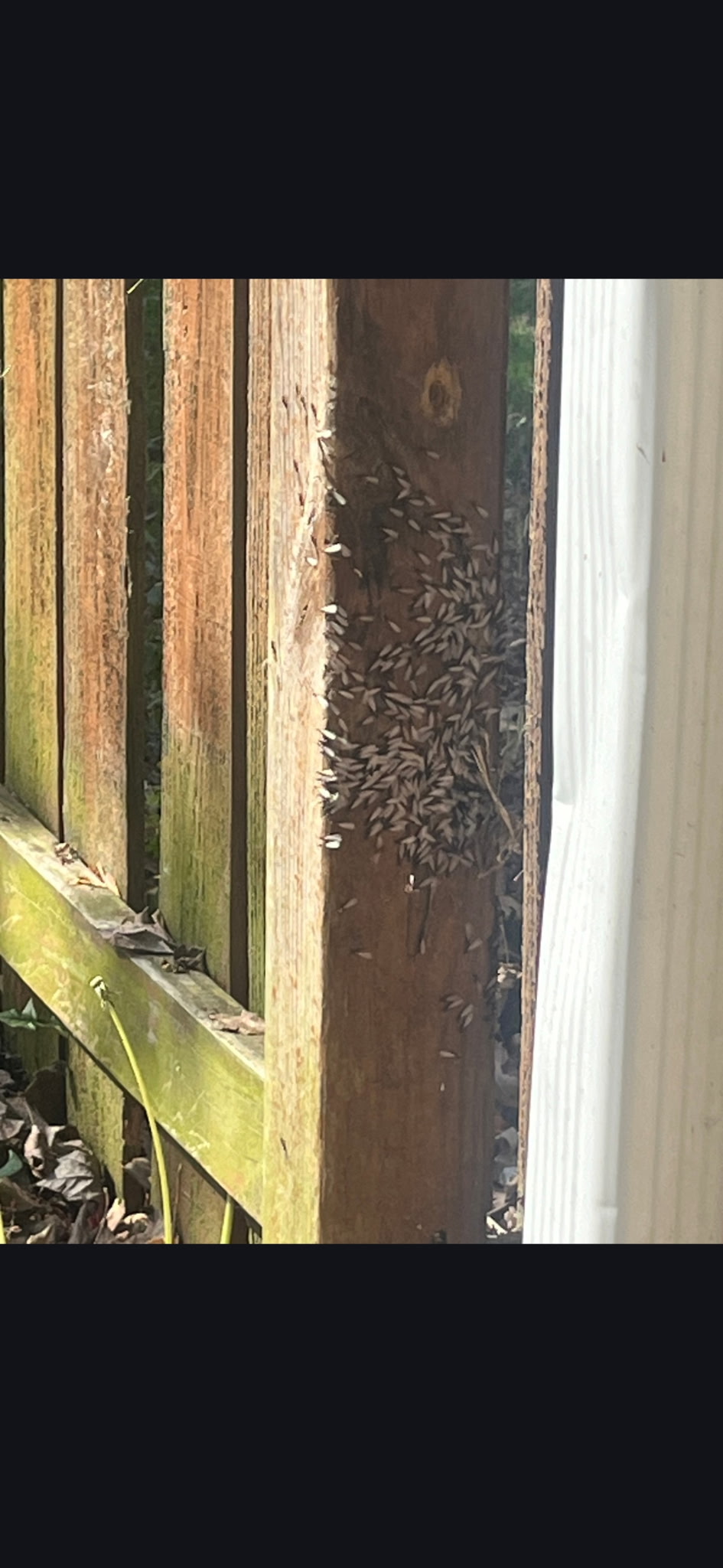  for All-In Pest Control & Home Solutions in Greene County, IN