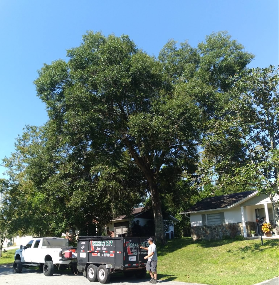  for Perfect Cut Lawn & Tree Care in Citrus Springs, FL